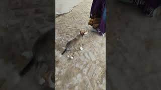 #puppy #dog ##dogbarking #dogvideo #dogs #puppies #dogsound #animals #dogshorts #dogfunny #doglover