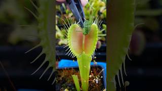 Venus Flytrap eats....whatever that is.. #carnivorousplant #nature #insecteatingplant #bug