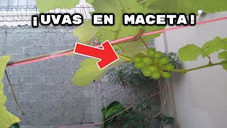 Árbol de Uvas en Maceta ya tiene Frutos