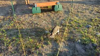 Cats enjoy the sunrise