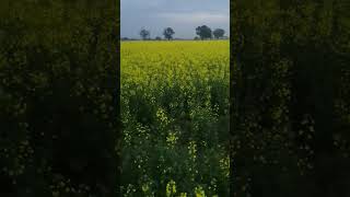 spring season in punjab pakistan