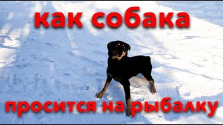 Как собака показывает, что хочет на рыбалку