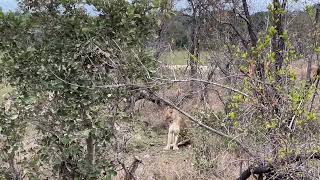 Lions at the Kruger National Park