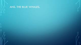 The biggest animal on the planet Blue whales