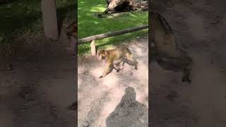 Monkey's Hilarious Antics Caught on Camera by Girl! 🐒😂 #adorablemonkeypark