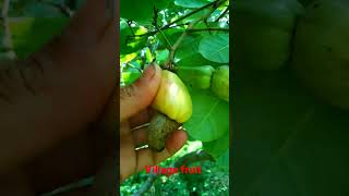 #fruit #kaju #cashew #shorts #shortvideo #naturefarm #gardening #farming # villagefruits