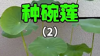 一年前我种了几盆碗莲，没想被结局震惊了……种碗莲 盆栽种植 种植的乐趣 荷叶 盆栽