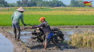 2 Joki Bergantian Bawa Traktor Sawah Roda Pelampung