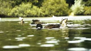 Ducks Swimming Around