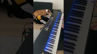 Relaxing Piano Melodies | Sleepy Dog Listens to Music | The Gentleman