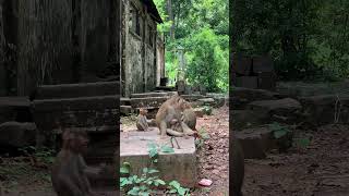 Funny group of Monkey Specail Clips  #shortvideos #Funnyvidoes #shortvideoformonkey 98