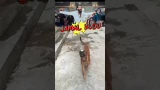 কুকুরের জামাল কুদু নাচ । DOG JAMAL KUDU DRANCE  । FUNNY VEDIO । #animals #dog #shorts #viral