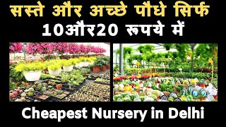 Cheapest Nursery in Delhi:सस्ते और अच्छे परमानेंट पौधे सिर्फ 10और20 रूपये में || Nursery visit 2021