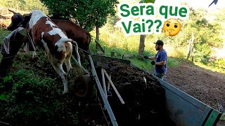 AJUDANDO NOSSO COMPADRE APÓS O ACIDENTE:PARTE 2/AJUDANDO COM OS TRABALHOS NA PROPRIEDADE