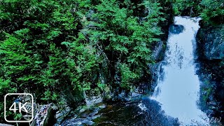 Walking in Bushkill Falls, PA | Niagara of PA, Nature and Water Fall Sound 4K #Waterfall