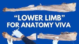 Identification of Lower Limb Muscles, Vessels & Nerves | Anatomy Viva | Cadaveric Anatomy