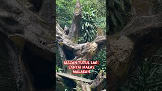 MACAN TUTUL DAHAN LAGI SANTAI  #macan  #tiger #tigers #zoo #panther #puma #kebunbinatang