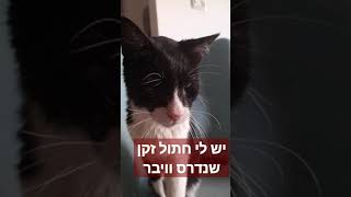 החתול שלי נדרס והוא עיוור וזה זקן😰🐈