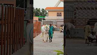 beautiful nukra | white horse walking 🐎 #horses #nukraghora #nukra #yt  #farm #punjab #shortsfeed