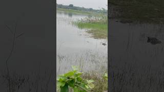 Carp fish (goldfish) bangarutiga | searching for food | #shorts #fishing