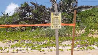 Sea Turtle Nest