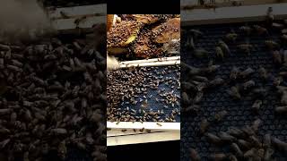 Transferring caught swarm bees to a beehive.  #beekeeping #honeybees #swarm #beehive #florida