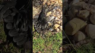 Ayam cemani named crow #ayamcemani #roosters