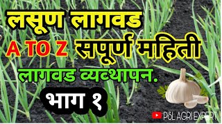 लसूण लागवड व्यवस्थापन|Garlic farming marathi|लहसून कि उन्नत खेती|लागवड ते काडणी संपुर्ण महिती|PSL AE