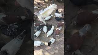 #pigeon #pigeonpigeon #kabutar #kabootar #shortvideo 🕊️💫🖤