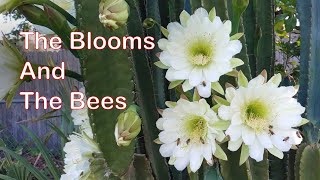 Blooming Peruvian Apple Cactus