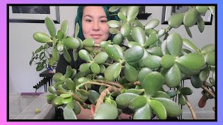 Jade Repot | Soil Refresh & Pest Treatment