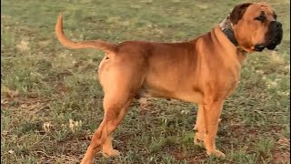 Boerboel SULLY Red Storm Rising #boerboel #trending #viralvideo #doglover