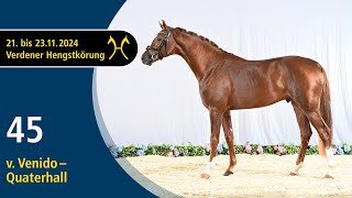 No. 45 Stallion by Venido - Quaterhall | Verden Stallion Licensing 2024 - Dressage - Nov. 22/23