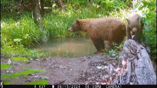 bear and cub messing with camera 15Jun2024