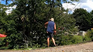 Rooftop Cherry Tree Trimming  using Echo 2620 with Pole Saw Attachment