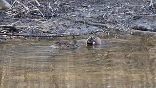 Blue-winged Teals, Colonel Samuel Smith Park, 04/24/21