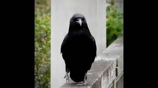 Crow walks to hip hop beats