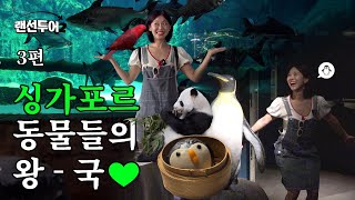 싱가포르에서 세계 모든 동물🐼 다 볼 수 있다! | 랜선투어 싱가포르 ep3