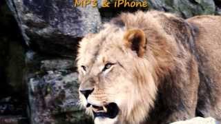 The lion roars - Ringtone