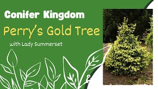 24-260  — Perry’s Gold Norway Spruce — Conifer Kingdom Unboxing