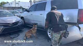 Detection k9 Dina