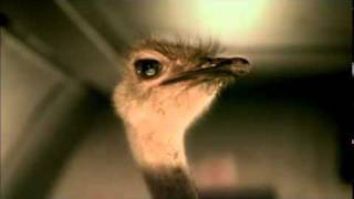 Cadbury_Has_A_Moment_of_Joy_with_Flying_Ostrich.flv