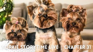 Yorkie Storytime Live | Chapter 31