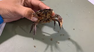 Crab , crab give a birth. Baby crabs new born. catch crab. KDAM