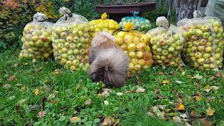 Apples to Tallinn Zoo