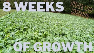 Perfect Seedbed Food Plot Update | 8 Weeks Of Growth