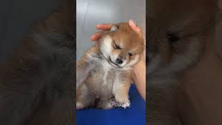 Fierce kid #trending #cute #pupppy #viralvideo #viralshorts