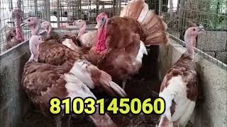 Red Bourbon turkey chicks 2month old available for sale 8103145060 // turkey chicks madhyapradesh