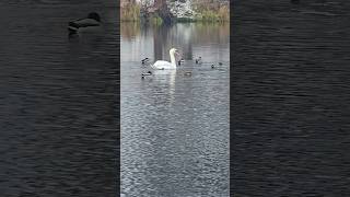 Brzydkie Kaczątko ? 😁🦢🦢🦢