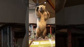 This Is The Largest Grizzly Bear In The World